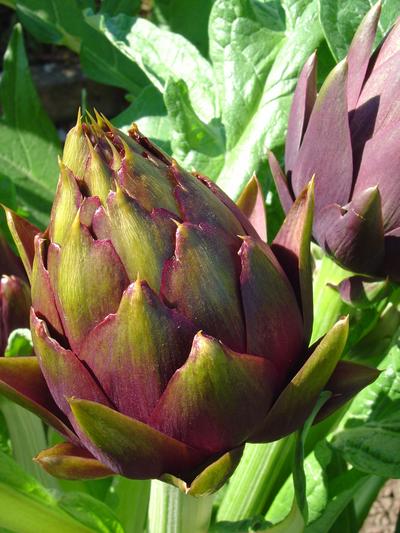 Alcachofra Aroma desagradável, ácido e acre, que lembra esta verdura. O aroma que se percebe na degustação é o que se produz ao cozer a alcachofra.