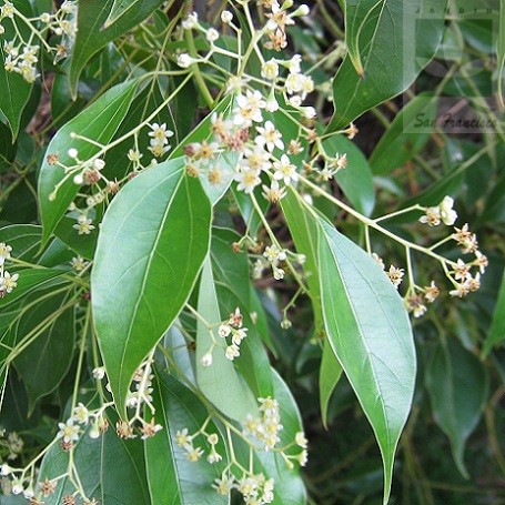 Alcanfor Odor picante e vegetal, que aparece em certos vinhos elaborados com uvas muito ricas em componentes terpénicas.