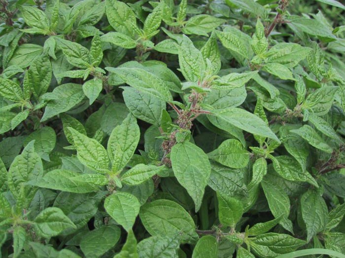 Alfavaca Odor picante que evoca esta planta e que recorda a mistura da sálvia e do tomilho.