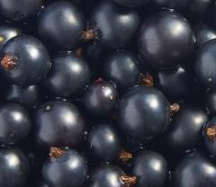 Cássis Baga aromática, espécie de groselha preta cujo odor e sabor pode detectar-se em vinhos de grande qualidade (merlot, cabernet sauvignon, pinot noir, syrah, tempranillo). Como todos os aromas frutados, com a passagem do tempo, o aroma de cássis desaparece ou transforma-se.