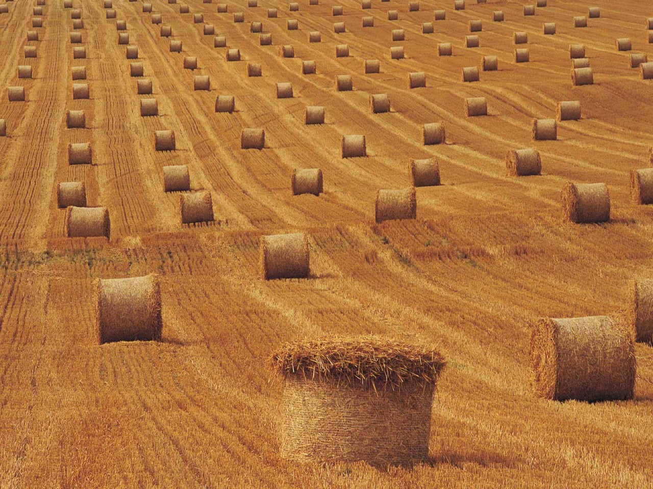 Ceifa do feno Odor vegetal que recorda o feno cortado ou as fragrâncias dos prados na altura da ceifa.