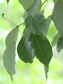 Celulóide Odor que evoca o da cânfora. Pertence à família dos aromas a especiarias, dado que a celulóide é uma mistura entre a nitrocelulose e a cânfora