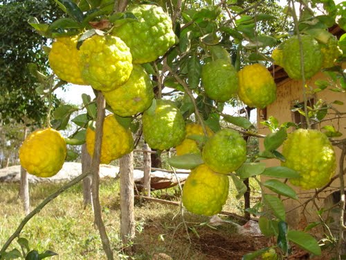 Cidra Odor que recorda a fruta do mesmo nome, de características parecidas com o limão.
