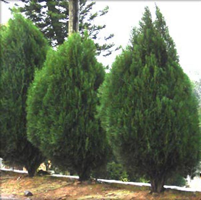 Cipreste Aroma balsâmico que se encontra em certos vinhos nobres.