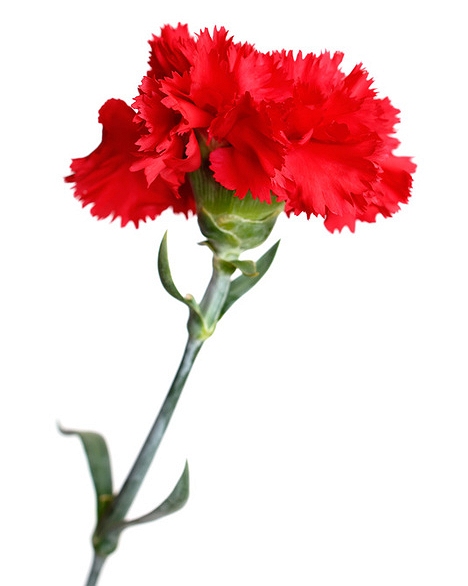 Cravo Odor floral que recorda o perfume que esta cariofilácea exala e que é devido à riqueza natural do vinho em isoeugenol.