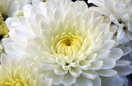 Crisântemo Odor floral, característico de alguns vinhos brancos secos, que recorda o desta túbera.