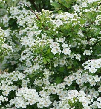 Espinheiro-alvar Odor floral e muito suave, delicado e sustentado, que evoca o que é exalado pelas flores desta espécie botânica.