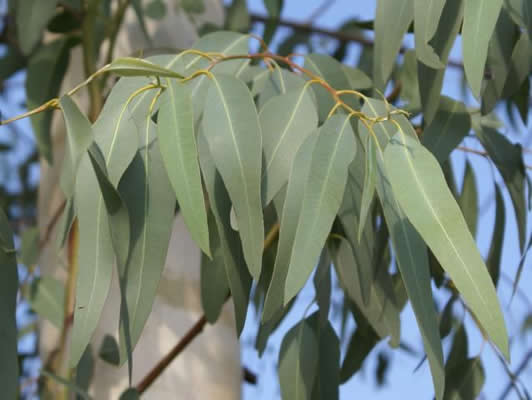 Eucalipto Odor vegetal, balsâmico, resinoso, que evoca o agradável aroma das folhas de eucalipto 