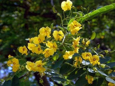 Acácia, flor de Aroma floral que se encontra em alguns brancos muito delicados.