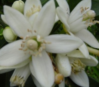 Floral Diz-se do aroma de certos vinhos que recorda o perfume de determinadas flores (rosa, espinheiro branco, tília, jasmim, violeta, roseira brava, madressilva, etc.). 