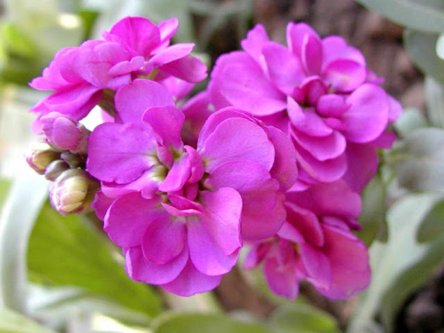Goivo Odor floral que recorda a forte fragrância das flores de goivo. 