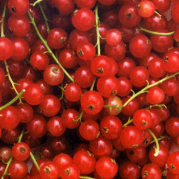 Groselha Odor e sabor frutado que recorda o do fruto da groselheira. Existe uma groselha preta, também chamada cássis, cujo aroma se encontra sobretudo nos vinhos tintos. 