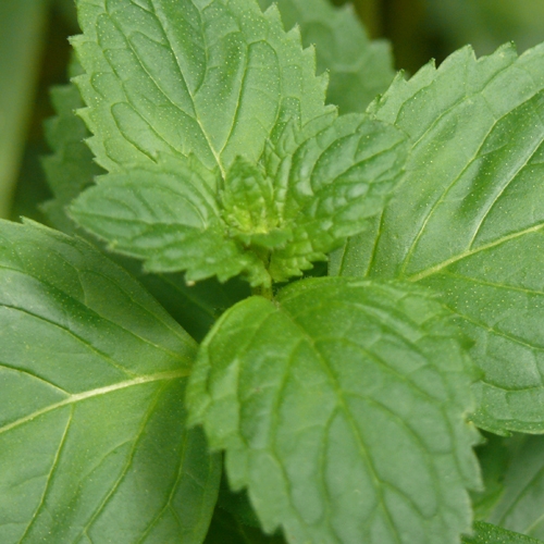 Herbáceo Odores ou aromas vegetais, com um matiz que recorda a erva. Considera-se um defeito se for excessivo, causado por uma prensagem ambiciosa ou pela presença de taninos verdes e óleos essenciais no vinho. 