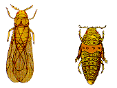 insectos