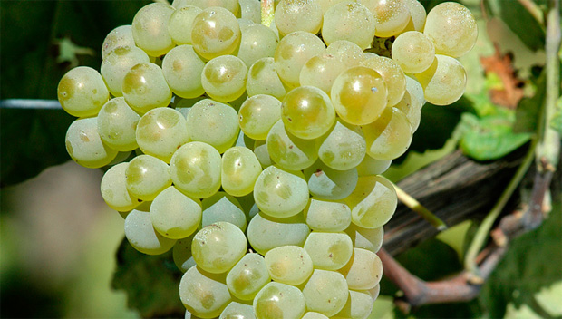 uva arinto bucelas