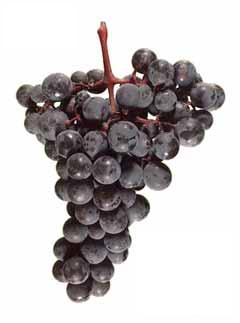 ALICANTE BOUSHCET Casta tinta criada por Henry Bouschet, entre 1865 e 1885 em França, resultante do cruzamento entre as castas Petit Bouschet e a Grenache. É uma casta “tintureira” (com polpa vermelha), apresentando bagos redondos de cor negra e cachos grandes.Plantada no sul da França, principalmente na região do Languedoc, localmente nunca foi uma casta de renome. Em Portugal ganhou notoriedade pela produção de vinhos de muito boa qualidade, nomeadamente no Alentejo, onde o "terroir" local (Invernos frios e Verões quentes e secos, solos profundos e não muito pobres, com disponibilidade de água ao longo de todo o ciclo) lhe transmite as condições necessárias para o seu desenvolvimento pleno.Esta casta produz vinhos de cor densa, aromas ligeiramente vegetais, grande concentração de taninos, bom equilíbrio de acidez e enorme capacidade de envelhecimento.