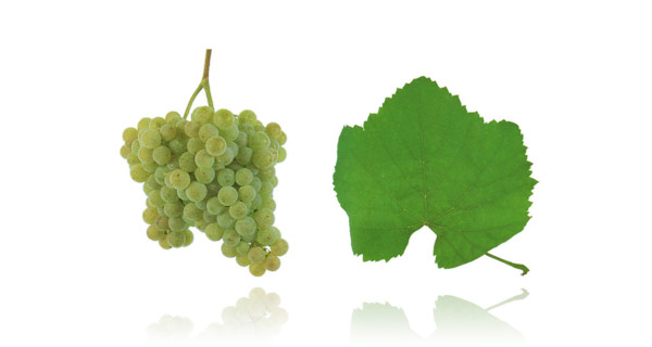 ALVARINHO A casta Alvarinho é uma das mais notáveis castas brancas portuguesas. É uma casta muito antiga e de baixa produção que é sobretudo plantada na zona de Monção e Melgaço (região dos Vinhos Verdes). Pode adquirir duas formas distintas: cacho pequeno, pouco compacto e bagos pequenos e dourados ou cacho médio e de bagos maiores que permanecem esverdeados quando maduros. Esta casta é responsável pelo sucesso dos primeiros vinhos portugueses "monovarietais" (uma só casta), pois em Portugal os vinhos de lote (mistura de várias castas) são mais comuns. A casta Alvarinho produz vinhos bastante aromáticos e que atingem graduações alcoólicas elevadas conservando uma acidez muito equilibrada.