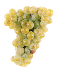 Avesso Casta branca de alta qualidade, recomendada nos concelhos de Baião, Cinfães e Resende, onde se limita a sua área de cultivo. Produtiva e rústica. Dá origem a vinhos com aroma e casta, harmoniosos e saborosos.