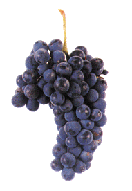 Amaral (Azal Tinto) Casta tinta de qualidade, recomendada nos concelhos (6) mais a sul da Região Demarcada, onde é mais intensamente cultivada; pouco produtiva e rústica; dá origem a vinhos de cor vermelha rubi, com aroma sem destaque a casta, ligeiramente acídulos e encorpados. 