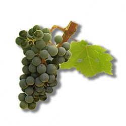 CABERNET SAUVIGNON As principais regiões onde é plantada são: Alentejo, Estremadura, Ribatejo e Terras do Sado. Trata-se de uma casta francesa também cultivada em Portugal. É vigorosa e de produtividade média. Os bagos são negro-azulados e de maturação tardia. Dá origem a vinhos ricos em matéria corante e taninos, que tendem a melhorar com o envelhecimento. Esta é uma das castas cujo aroma varia substancialmente consoante as condições em que cresce; regiões mais quentes, traduzem-se em aromas frutados (groselha-preta, mirtilo, amora, cereja e ameixa); em zonas mais húmidas e frescas, os aromas vegetais (pimento-verde) e balsâmicos (eucalipto e cedro) evidenciam-se.