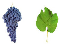 ESPADEIRO A casta Espadeiro é cultivada na região dos Vinhos Verdes e produz vinho muito apreciado na região. Pode adotar outras denominações de acordo com o local onde é cultivada: Espadão, Espadal, entre outras designações. Esta casta é muito produtiva e apresenta cachos de grande dimensão, compactos e constituídos por bagos médios e uniformes. Os vinhos produzidos com esta casta são acídulos e de cor rosada clara ou rubi muito aberta (quando submetidos ao processo de curtimenta prolongada). Algumas adegas produzem vinho rosé a partir da casta Espadeiro.