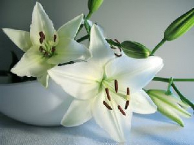 Lírio Odor floral que recorda o perfume que as flores com o mesmo nome exalam. 