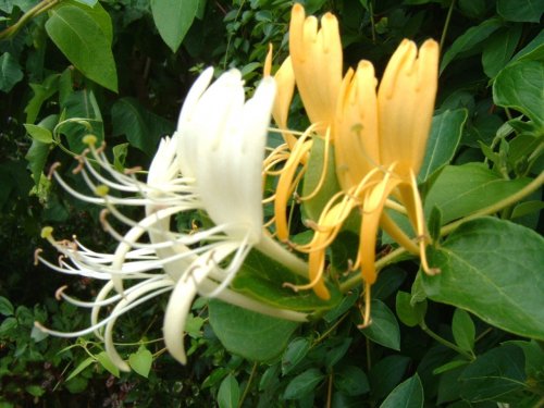 Madressilva Odor floral, vivo e delicado, ligeiramente melado. Encontra-se em alguns vinhos brancos e espumantes, evocando as fragrâncias da madressilva. 