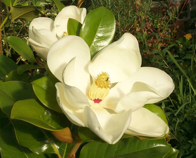Magnólia Odor floral de alguns vinhos brancos, que evoca o perfume que as flores da magnólia exalam. 