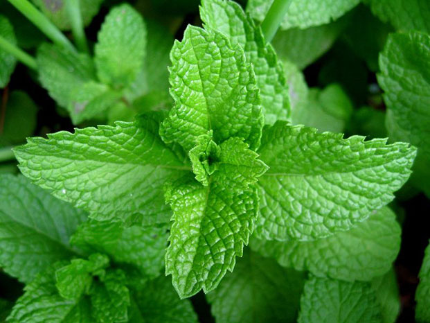 Menta Aroma excitante que se detecta em grandes vinhos brancos (menta verde) ou tintos (menta picante ou peppermint). 
