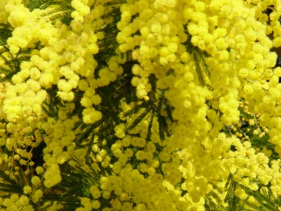Mimosa Odor floral que recorda o das flores da mimosa. 