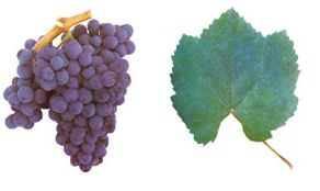 MORETO A casta Moreto é característica da zona do Alentejo, sendo bastante cultivada nas zonas de Reguengos, Redondo e Granja-Amareleja. Pensa-se que terá sido introduzida na região, por volta do século XIX, quando se assistiu a um grande desenvolvimento da viticultura no Alentejo. Esta casta apresenta cachos de tamanho pequeno e bagos de tamanho médio e arredondados. É uma casta bastante produtiva e de maturação tardia. Os vinhos produzidos com a casta Moreto são normalmente pouco encorpados e apresentam pouca cor, por isso é utilizada em vinhos de lote. Normalmente é lotada com as castas Trincadeira, Aragonez e Tinta Caiada.