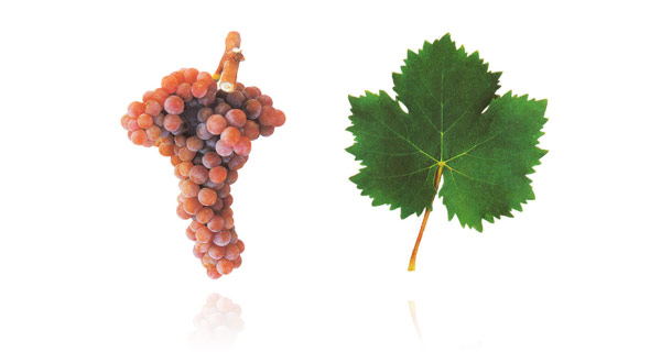 MOSCATEL GALEGO ROXO ou MOSCATEL ROXO A casta tinta Moscatel Galego Roxo existe em pequena quantidade na Península de Setúbal e produz um vinho generoso semelhante ao "Moscatel de Setúbal", contudo de aromas e sabores mais complexos. A Moscatel Galego Roxo é muitas vezes atacada por pássaros, devido ao aroma e doçura dos seus bagos. O aspeto desta casta é bastante diferente da casta Moscatel: os cachos e bagos são mais pequenos e apresentam uma cor rosada. Os vinhos produzidos por esta casta apresentam um elevado grau de doçura, são muito aromáticos e de sabor persistente. A casta Moscatel Galego Roxo é uma das castas "primárias", por isso é determinante no aroma e paladar de um vinho.