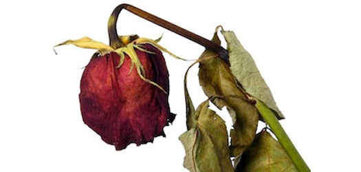 Murcho Odor que recorda o das flores murchas e dos vegetais secos que perderam a frescura dos seus perfumes. 