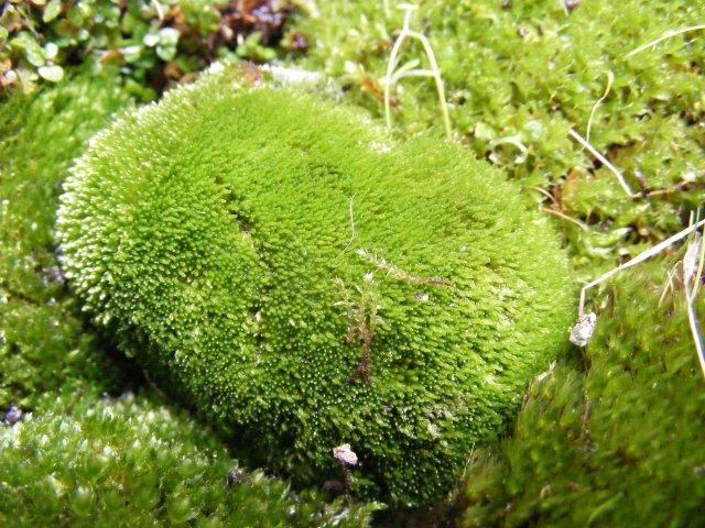 Musgo Aroma herbáceo e vegetal que recorda o do musgo que cresce nas árvores. 