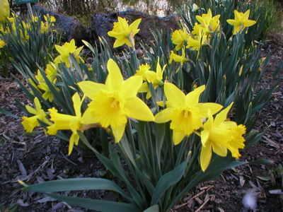 Narciso Odor floral intenso que evoca o que é exalado pelas flores de narciso. 