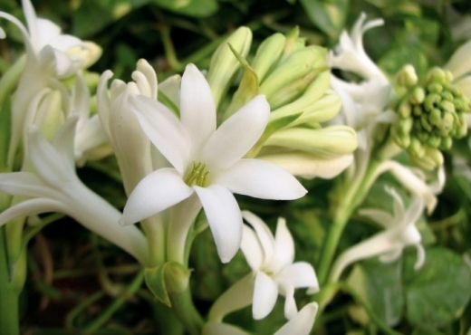 Nardo Delicado aroma floral, dado pelo dodecanal, que recorda o perfume das flores de nardo. 