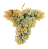 Arinto (Pedernã) Casta branca de qualidade, recomendada em toda a Região Demarcada com excepção da Sub-Região de Monção; de área de cultivo em grande expansão é oriunda da zona interior da Região muito produtiva; dá origem a vinhos com aroma a casta, equilibrados e harmoniosos. 