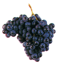 Pedral Casta tinta de qualidade, recomendada na Sub-Região de Monção, área onde se cultiva mais intensamente; produtiva e rústica; dá origem a vinhos de cor rubi clara a rubi, de aroma e sabor a casta e harmoniosos. 