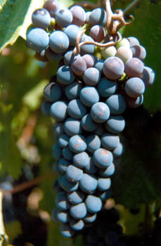 PETIT VERDOT O nome “petit verdot” ("verde pequeno") refere-se a um dos principais problemas desta casta; muitas vezes os bagos não se desenvolvem adequadamente se o clima não for o correto durante a floração. Petit Verdot é uma casta tinta utilizada principalmente em lote nos Bordeaux clássicos. Amadurece tardiamente (em Bordéus, muito mais tarde que as outras variedades caindo assim em desgraça). Quando amadurece, é adicionada ao lote em pequenas quantidades para acrescentar taninos, cor e sabor. A Petit Verdot tem mais uma particularidade que é a de muitas vezes dar dois cachos por rebento.