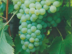 RABO-DE-OVELHA A casta Rabo de Ovelha é cultivada na região do Douro, especialmente na zona do Douro Superior. É plantada em pequenas quantidades na região dos Vinhos Verdes sob o nome de Rabigato e nas zonas vitícolas do sul do país (Estremadura, Ribatejo e Alentejo) onde é mais divulgada. A casta Rabo de Ovelha apresenta cachos médios e bagos pequenos de cor verde amarelada. É uma casta muito sensível ao oídio e ao míldio. O vinho elaborado a partir desta casta é mais utilizado para produzir vinhos de lote. As principais qualidades da casta Rado de Ovelha nos vinhos são o alto teor alcoólico, boa longevidade e elevada acidez. Os vinhos que incluem esta casta na sua composição apresentam aromas discretos, com notas florais, vegetais e até minerais.