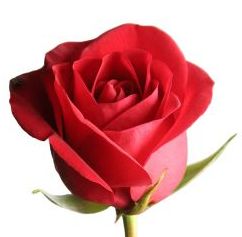 Rosa Odor floral que recorda o exalado pela maioria das variedades de rosa, rico em matizes de rosa aberta, de rosa murcha e de pétalas de rosa. 