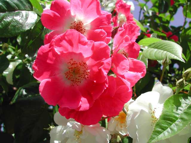 Roseira brava Aroma que pode ser detectado em alguns vinhos brancos, rosés ou tintos. 