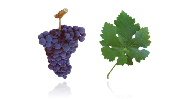 RUFETE Sinonímias: Tinta Pinheira A casta Rufete, também conhecida por Tinta Pinheira, é essencialmente cultivada nas regiões do Douro e do Dão, sobretudo nas sub-regiões de Pinhel, Figueira de Castelo Rodrigo e Cova da Beira. É uma casta produtiva e os seus cachos e bagos são de tamanho médio. É particularmente sensível ao oídio e ao míldio. Esta casta raramente produz vinhos de elevada qualidade, no entanto, se atingir o tempo de maturação ideal (sensivelmente no fim de Outubro) consegue produzir vinhos encorpados, aromáticos e capazes de permanecer muitos anos em garrafa. A casta Rufete só produz bons vinhos em microclimas específicos, como por exemplo o de Pinhel, por isso é utilizada, a maioria das vezes, na produção de vinhos de lote.