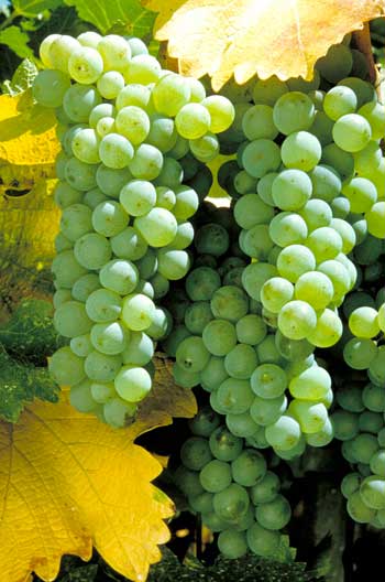 SAUVIGNON BLANC Sauvignon blanc é uma casta de uva branca da família da Vitis vinifera, originária da região da Bordeaux, na França. Produz vinhos secos e refrescantes que possuem, como principais características, seus aromas minerais, vegetais e toques frutados. Pesquisa de ácido desoxirribonucleico realizada indicou que a sauvignon blanc e a cabernet franc são parentes da cabernet sauvignon. É a principal uva da região francesa do Loire.