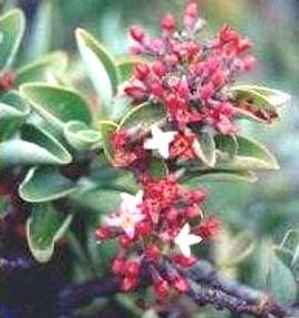 Sândalo Odor balsâmico que recorda o da madeira de sândalo e da árvore do mesmo nome, característico de alguns vinhos de qualidade. 