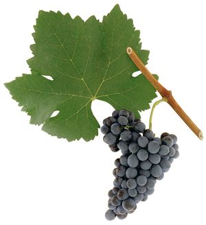 SYRAH Casta muito plantada nas regiões do Alentejo e Estremadura. Casta francesa, muito plantada mundialmente. Os seus bagos são negros-azulados, e dá origem a vinhos encorpados, ricos em matéria corante, e com elevada acidez e grande longevidade. Os seus aromas varietais lembram especiarias (pimenta-preta), violetas, frutos silvestres (groselha-preta, framboesa e amora-preta).
