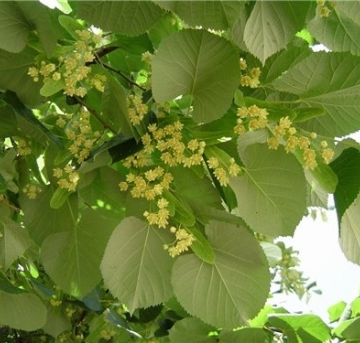Tília Delicado aroma da flor desta árvore que aparece em alguns vinhos brancos. 