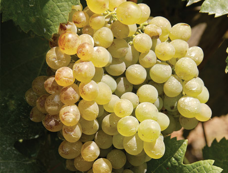 TERRANTEZ A casta Terrantez é originária do Dão, onde é conhecida como Folgasão. É também cultivada nos Açores, nomeadamente na zona do Pico e Biscoitos e na Madeira, onde é considerada uma casta nobre para a produção de vinho generoso.A Terrantez é uma casta rara e, neste momento, encontra-se quase extinta. Uma das razões para a sua extinção é a grande tendência que a Terrantez tem para a podridão (muitas vezes não resiste até à época da vindima). Os cachos da Terrantez são pequenos, compactos e constituídos por bagos pequenos de cor verde-amarelada. Os vinhos produzidos pela Terrantez são bastante perfumados, encorpados e de sabor persistente.