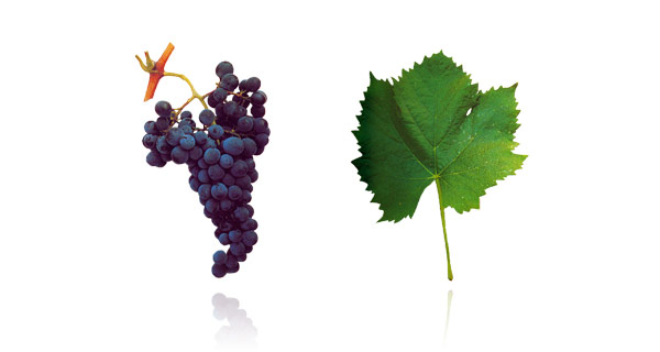 TINTA BARROCA A casta Tinta Barroca é plantada quase exclusivamente na região do Douro e muito utilizada na produção de vinhos de lote. É uma das castas que compõe alguns vinhos do Porto, contudo os seus vinhos monovarietais não são muito célebres. A Tinta Barroca é bastante popular entre os produtores, pois é fácil de cultivar e muito produtiva. É uma casta muito regular na produção e resistente a doenças e pragas. Além disso, tem uma maturação precoce e os seus bagos concentrados de açúcar originam vinhos com elevada concentração alcoólica. Os vinhos produzidos a partir da casta Tinta Barroca são fáceis de beber e de taninos suaves. Contudo, a maior parte das vezes, não são muito equilibrados nem concentrados.
