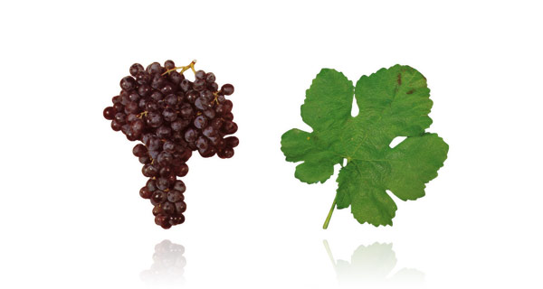 TINTA NEGRA ou NEGRAMOLE A casta Tinta Negra ou apenas Negra Mole é a variedade tinta mais plantada na ilha da Madeira. Também é cultivada no Algarve, embora não atinja as qualidades daquela que é cultivada na Madeira, devido às condições climáticas. Os cachos da Tinta Negra Mole variam entre o tamanho médio e grande e são formados por bagos de coloração não uniforme (variam entre o negro-azulado a rosado). Esta casta produz um vinho tinto muito doce e foi muito utilizada para produzir vinho da Madeira. Contudo, os produtores chegaram à conclusão que independentemente da qualidade desta casta, os vinhos generosos elaborados com Tinta Negra seriam sempre inferiores àqueles elaborados a partir das castas Boal, Sercial e Malvasia.